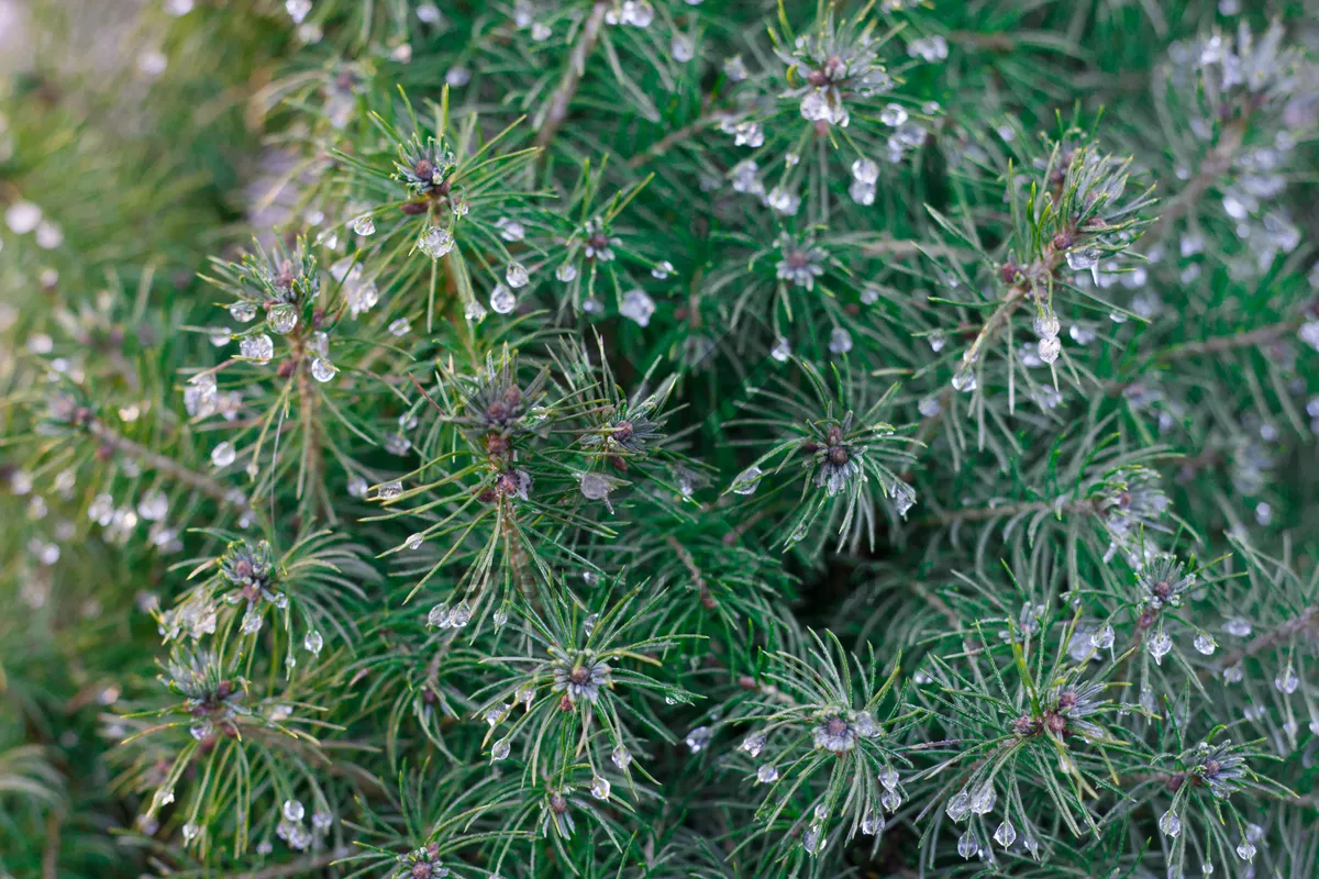 Picture of Closeup view of cow parsley plant with white flowers.