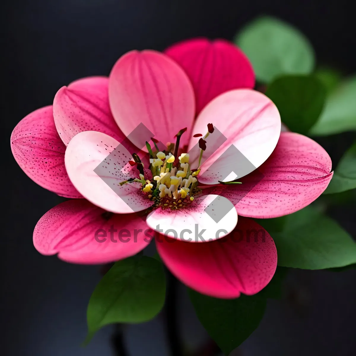 Picture of Pink Blossoming Quince in Spring Garden