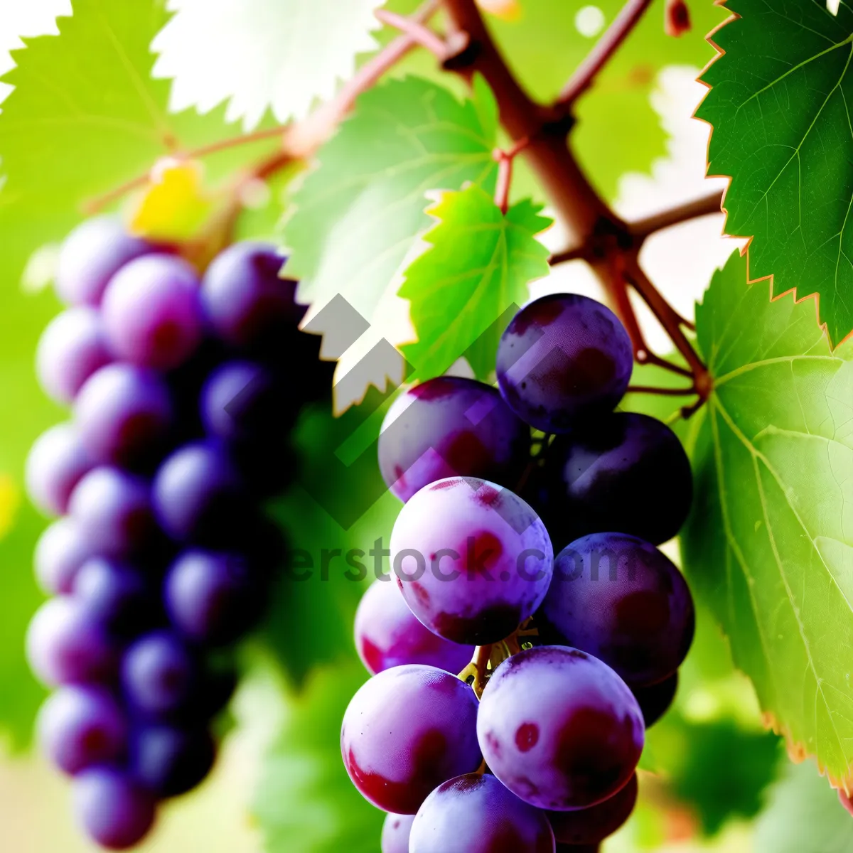 Picture of Vibrant Autumn Harvest Grapes