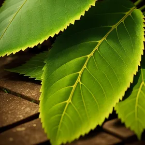 Lush Spring Foliage in a Bright Forest Setting