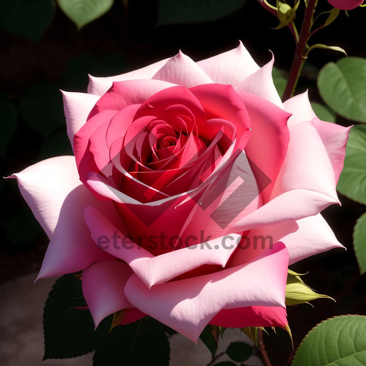 Picture of Romantic Pink Rose Bouquet in Garden