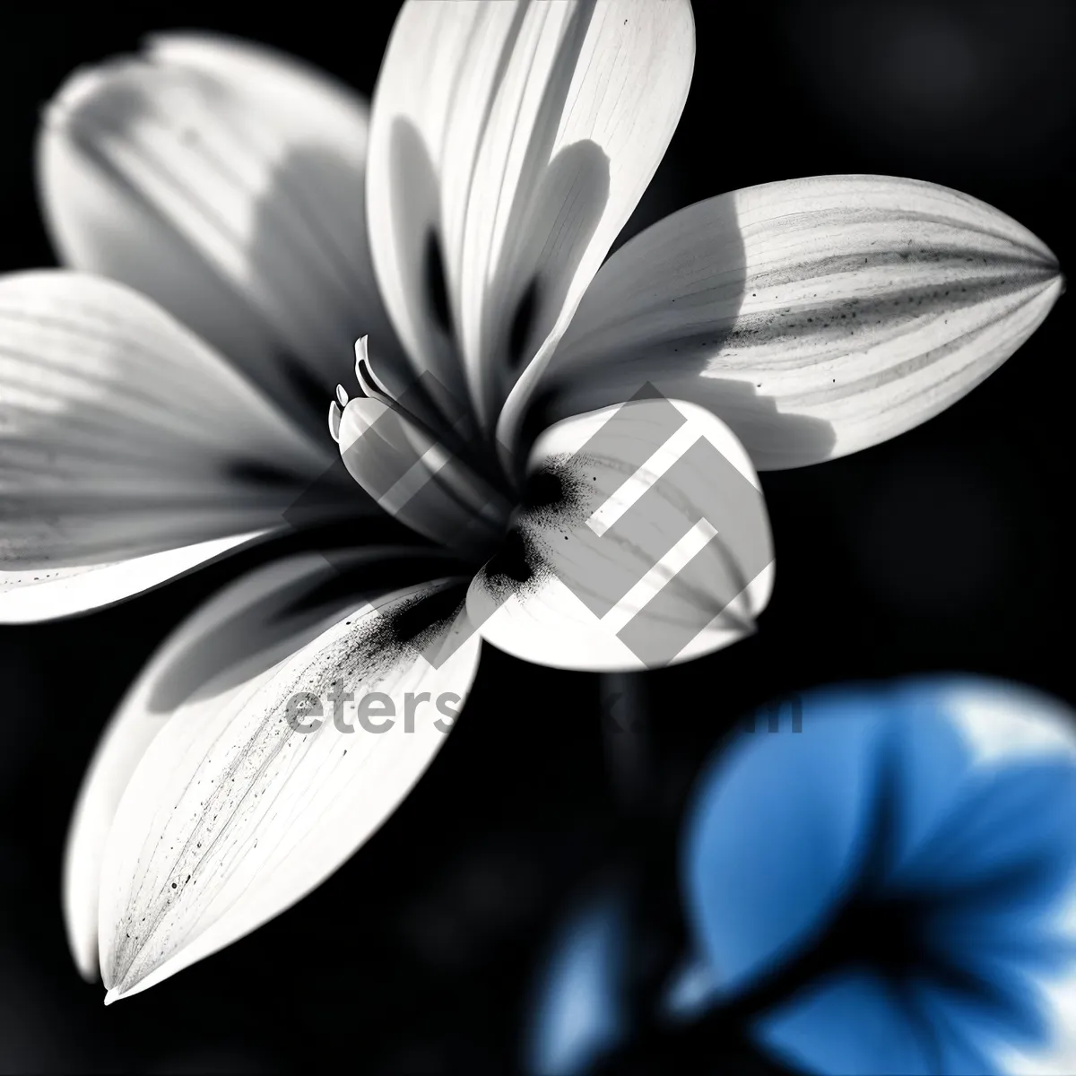 Picture of White Blossoming Daisy in Summer Garden