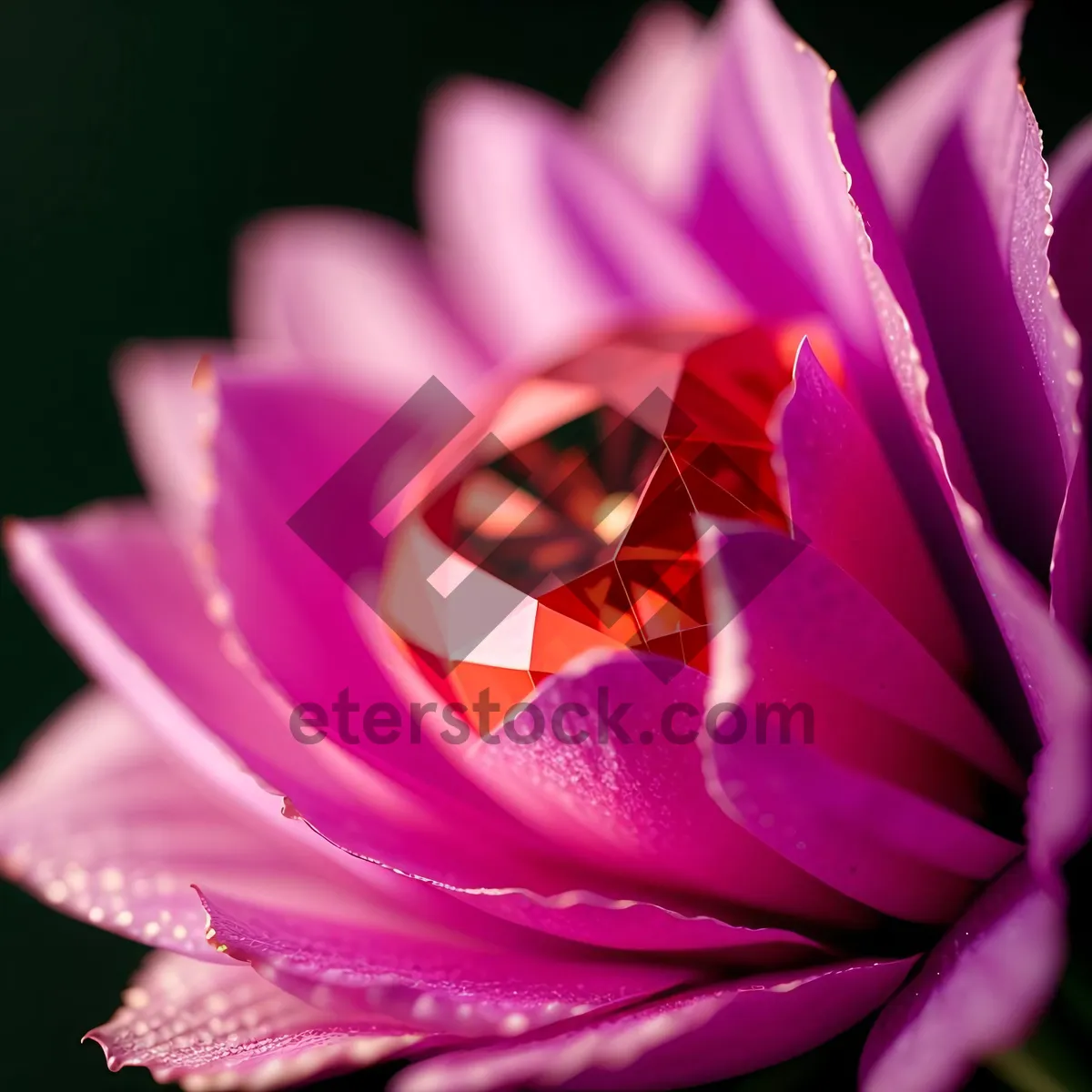 Picture of Vibrant Pink Lotus Blossom in Garden