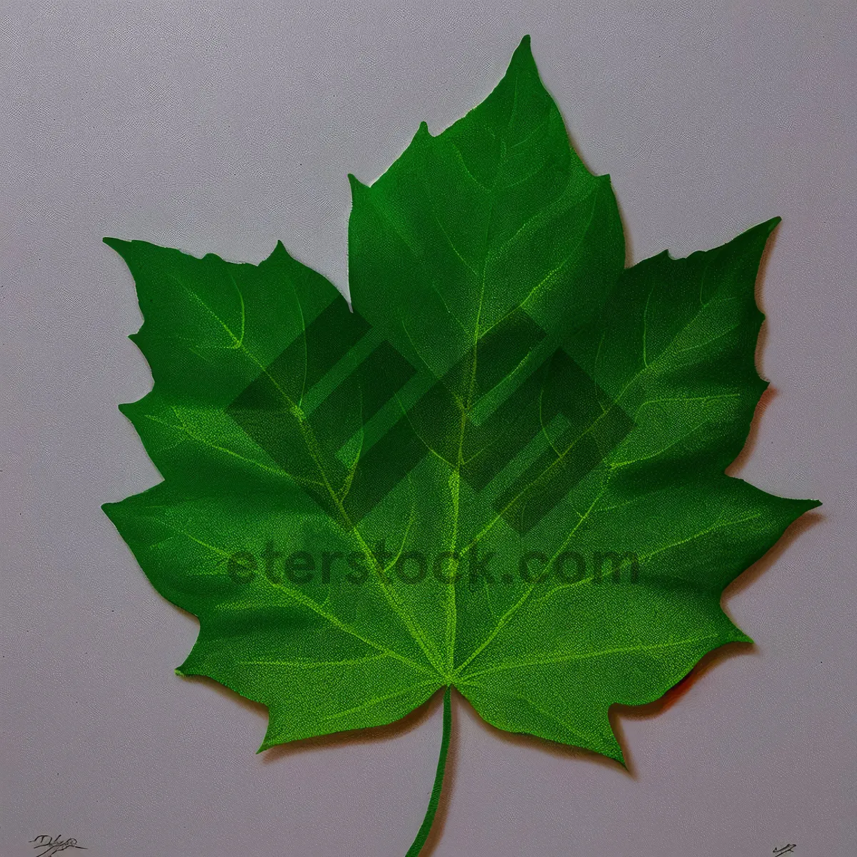 Picture of Vibrant Maple Leaf in Summer Garden