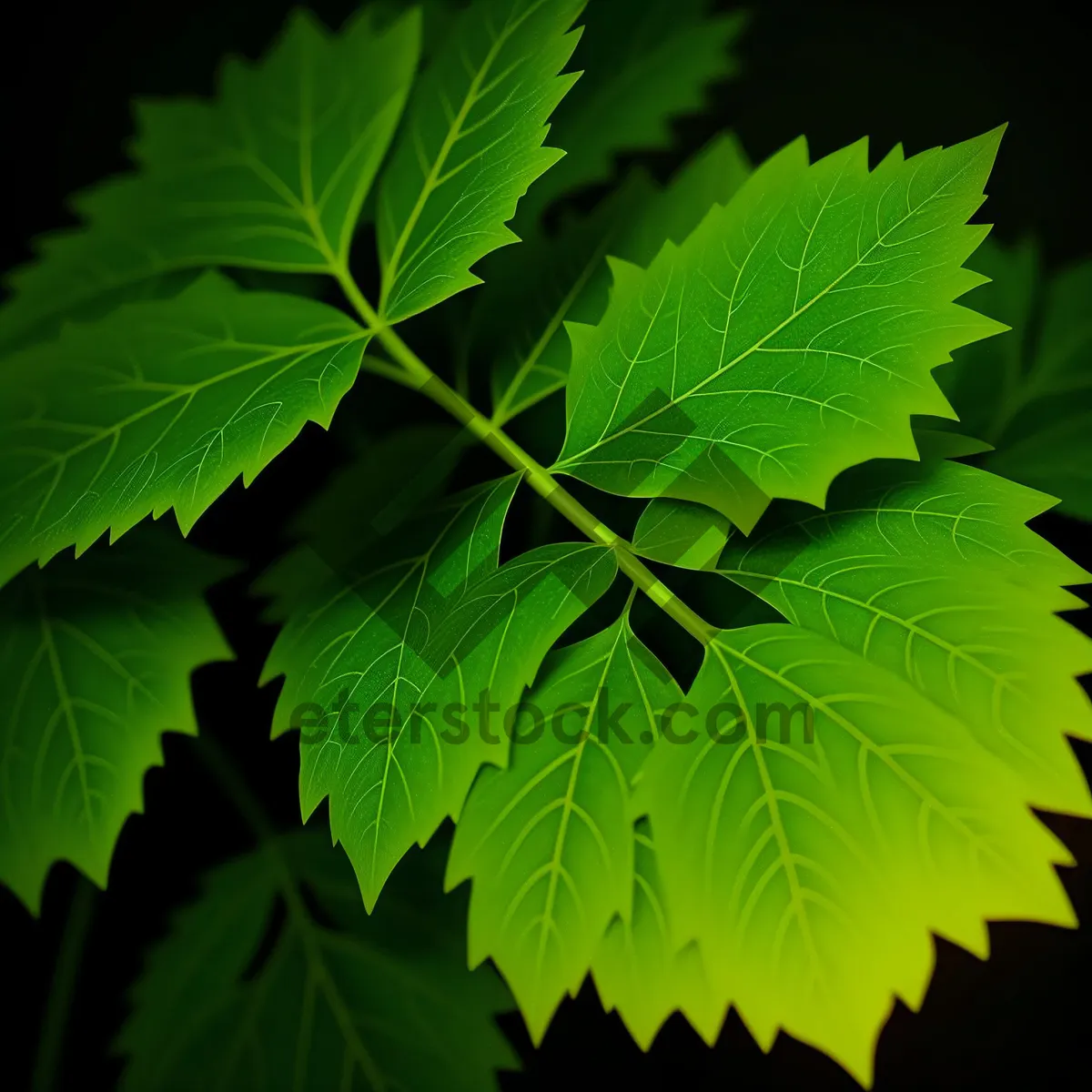 Picture of Maple Leaf in Lush Green Forest