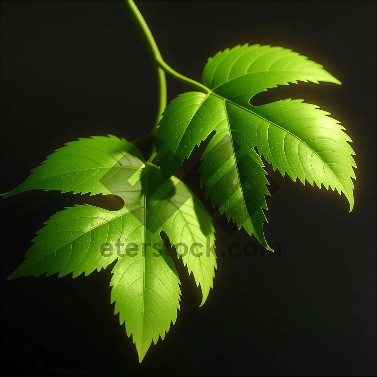 Picture of Vibrant Maple Leaves in Sunlit Forest