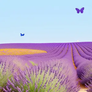 Vibrant Lavender Blooms in Lush Field