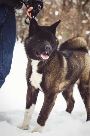 Black cute dog with beautiful eyes looking up