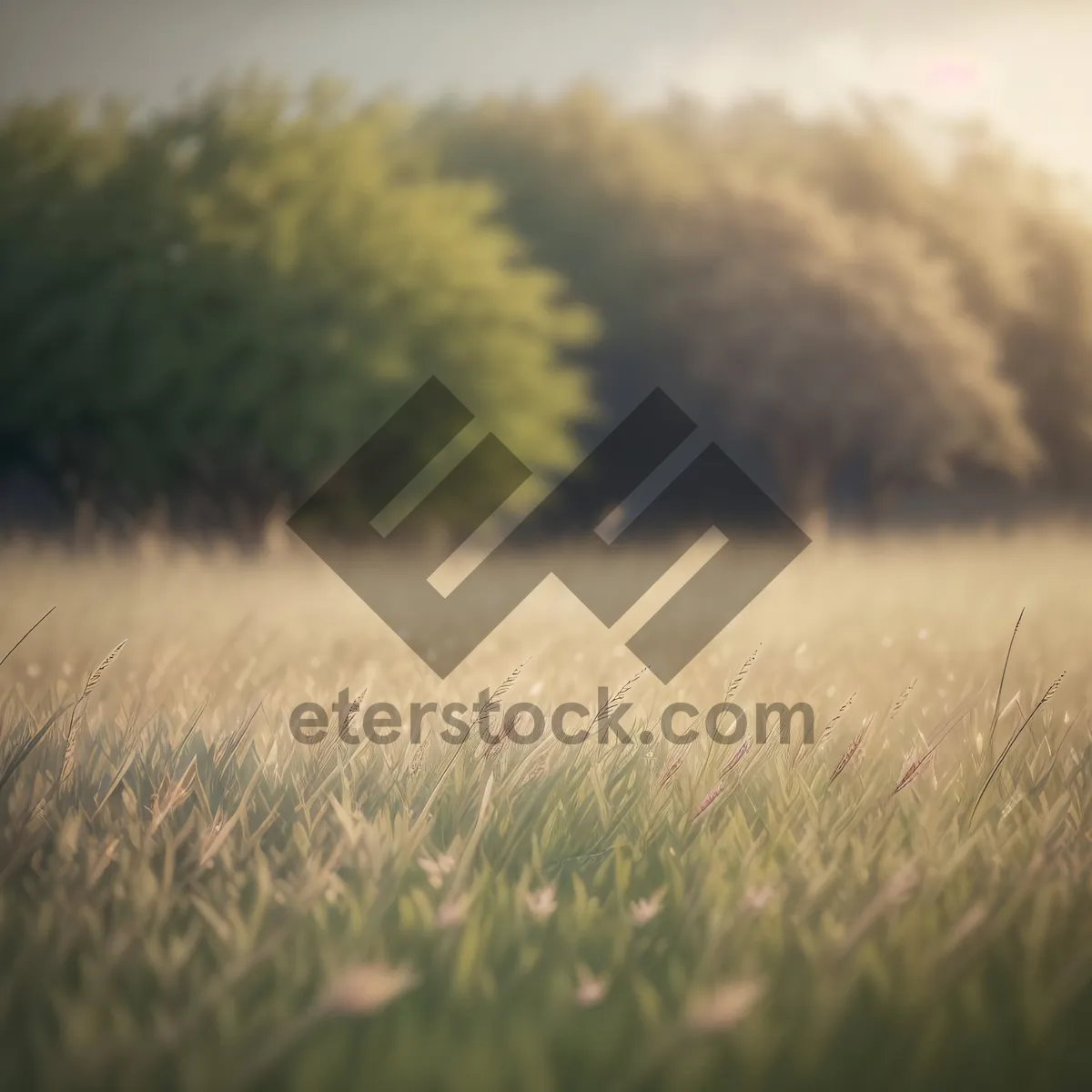 Picture of Golden Wheat Farm Under Sunny Skies