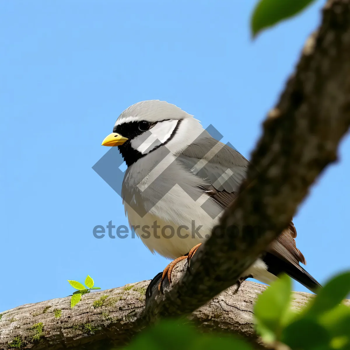 Picture of Sparrow perched on tree branch, feathers displayed.