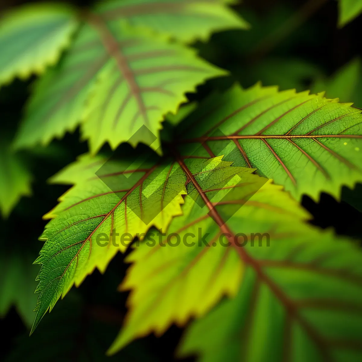 Picture of Lush Sumac Shrub Leaves in Spring Forest