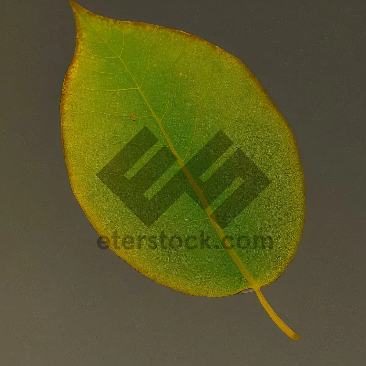 Picture of Lacewing on Lemon Blossom: Nature's Yellow Delight