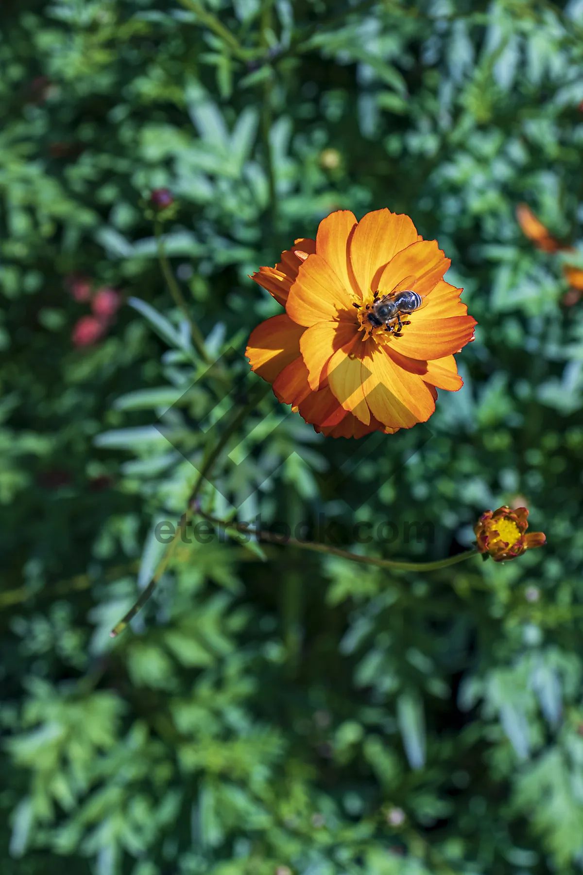 Picture of Vibrant summer garden flowers in bloom.