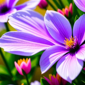 Bright Summer Petals in Vibrant Floral Garden