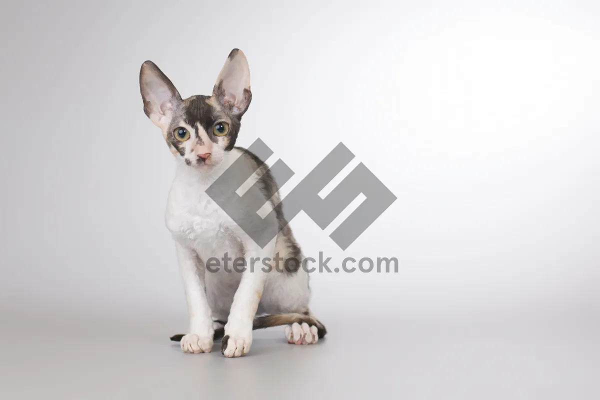 Picture of Cute gray kitten with curious eyes and whiskers