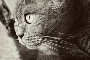 Adorable Tabby Cat with Piercing Stare