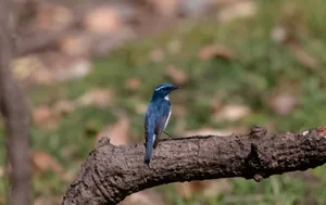 Indigo Bunting perched on branch with black eye.