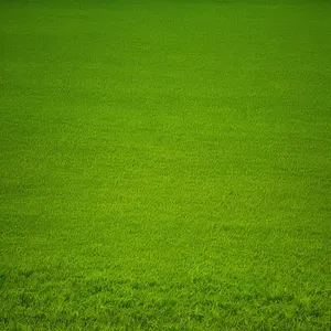 Lush Green Meadow with Textured Grass
