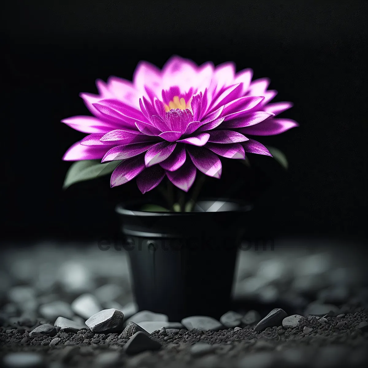 Picture of Vibrant Blooming Daisy in Summer Garden