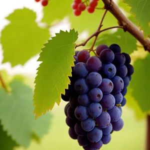 Juicy Purple Grapes on Vine in a Vineyard