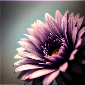 Pink Daisy Bloom Petals on Vascular Plant