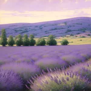 Sunny Lavender Field in the Countryside