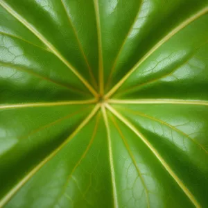 Vibrant Leaf Design: Cassava Shrub in Fractal Pattern