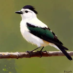 Black bird perched on tree branch with feathers