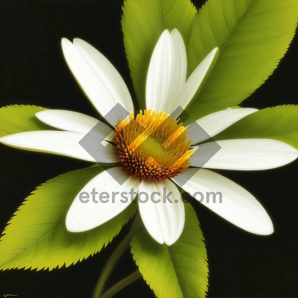 Picture of Bright Yellow Daisy Blossom in Meadow