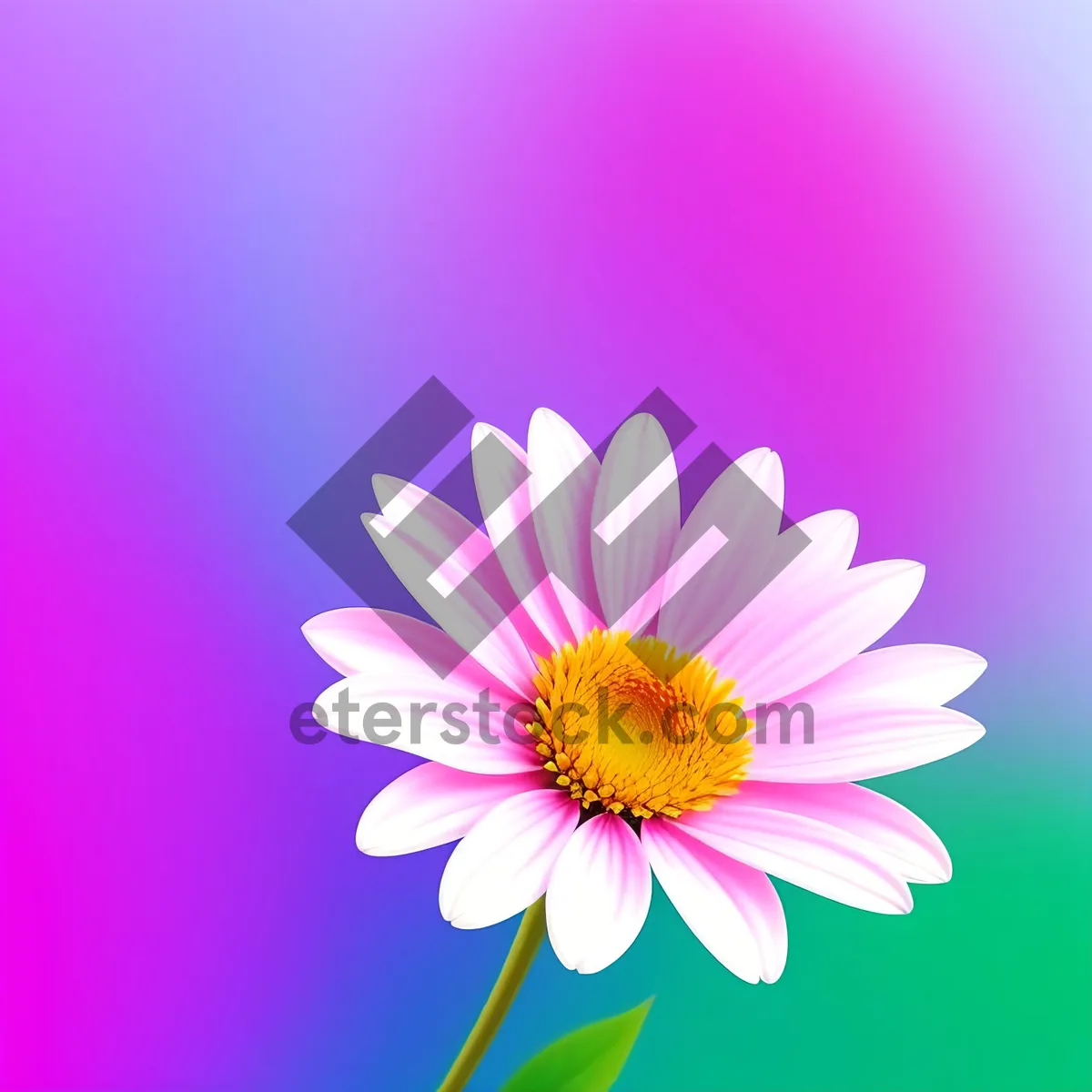 Picture of Lovely Lotus Blossom in Pink