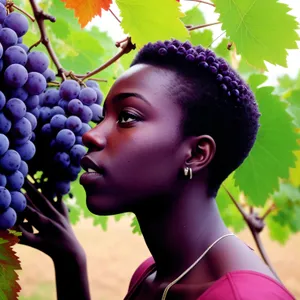 Vibrant Harvest: Purple grapes on vine.