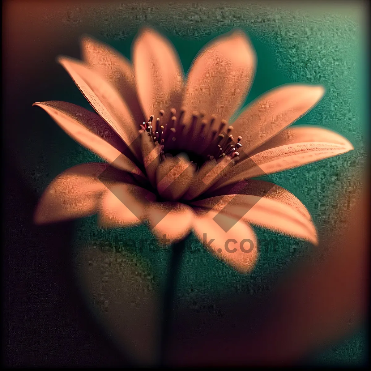 Picture of Pink Daisy Petals in Full Bloom