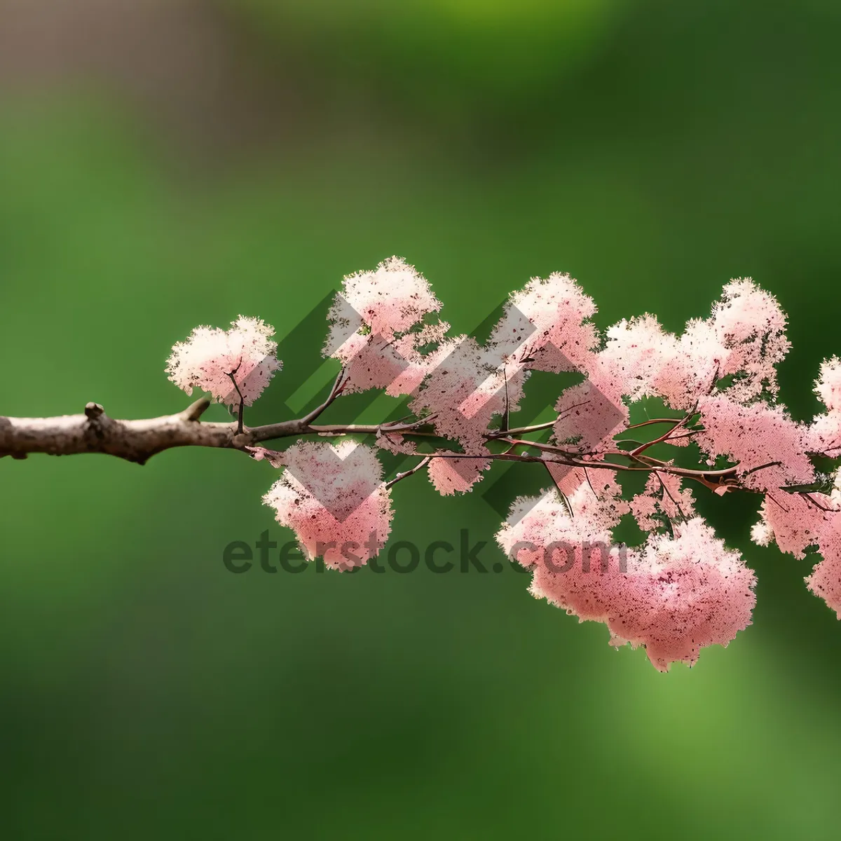 Picture of Blooming Pink Spirea Shrub in Garden