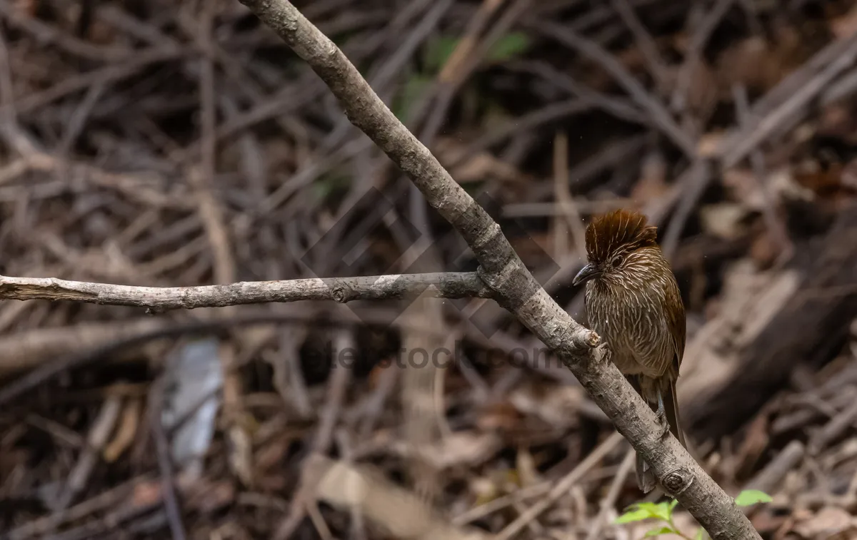 Picture of Brown sparrow with wing and eye details close-up.