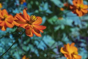 Orange floral tree in summer garden blooming beautifully.