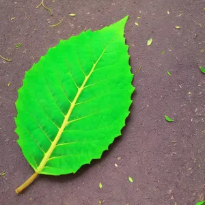 Vibrant Foliage Embracing Summer's Lushness