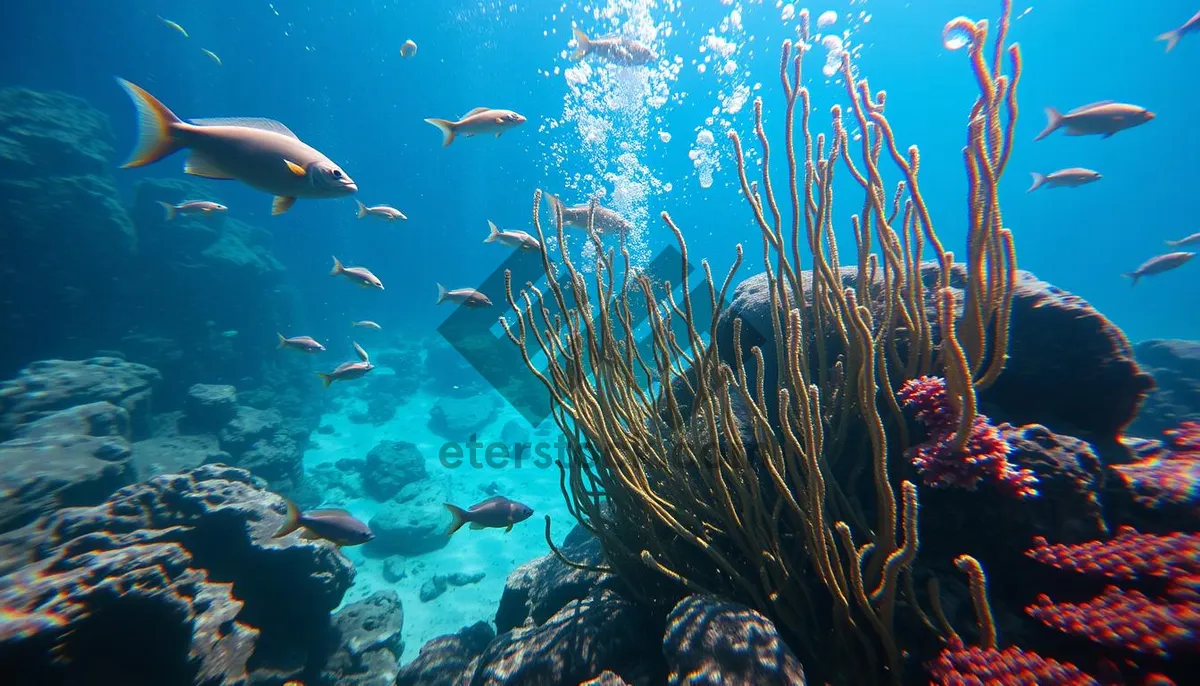 Picture of Tropical Fish Underwater in Bright Sunlight on Coral Reef