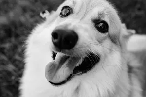 Adorable Collie Retriever Puppy Portrait.