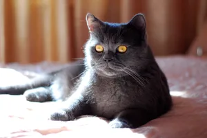 Adorable gray kitten with curious eyes and fluffy fur