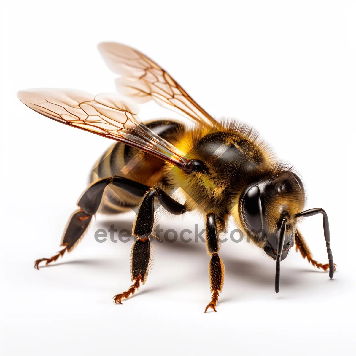 Picture of Close-up of a worker bee with wings and antenna.