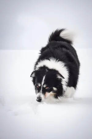 Cute brown border collie puppy in studio portrait.