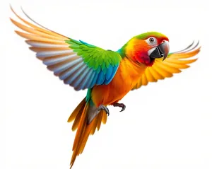 Yellow-winged animal by the seawater.