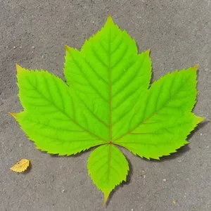 Vibrant Maple Leaf in Lush Forest