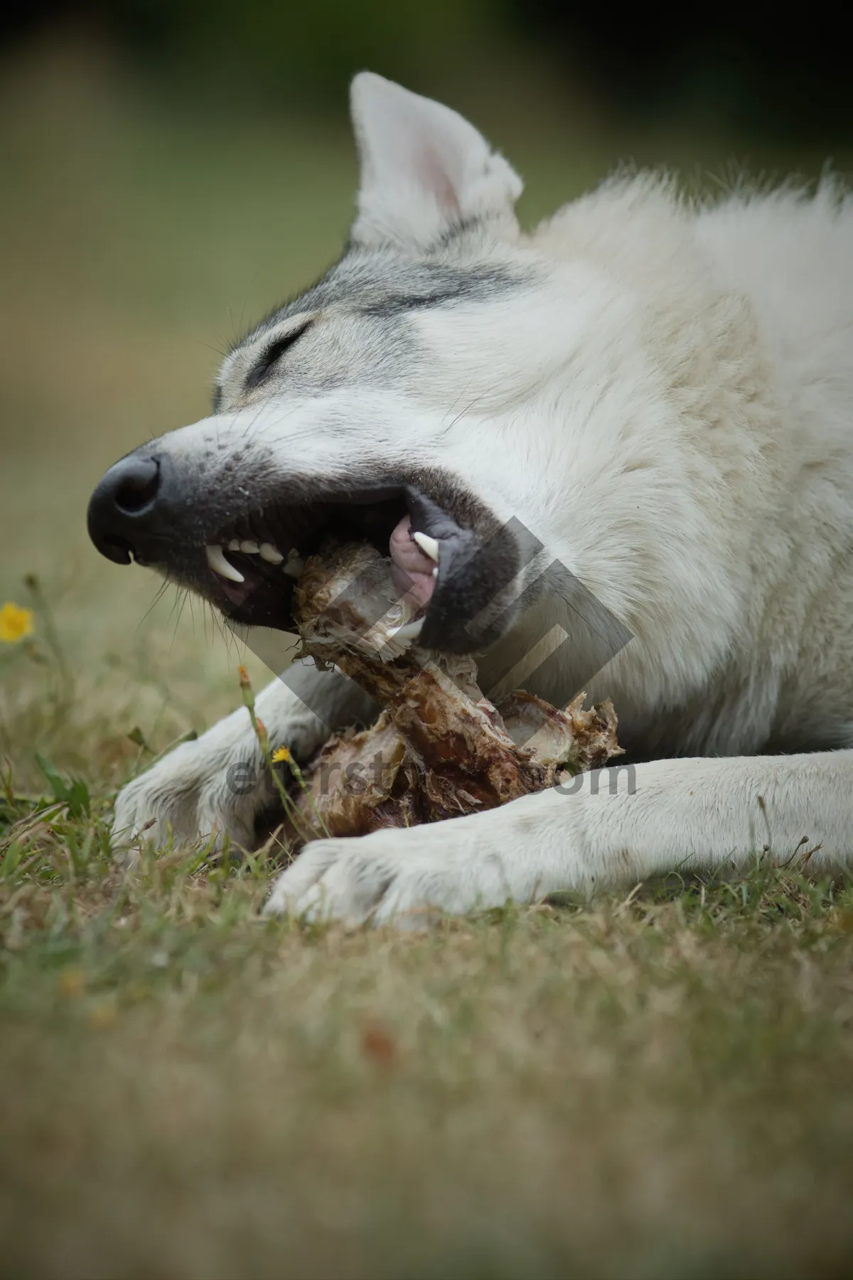 Picture of Wild Malamute sled dog with cute nose