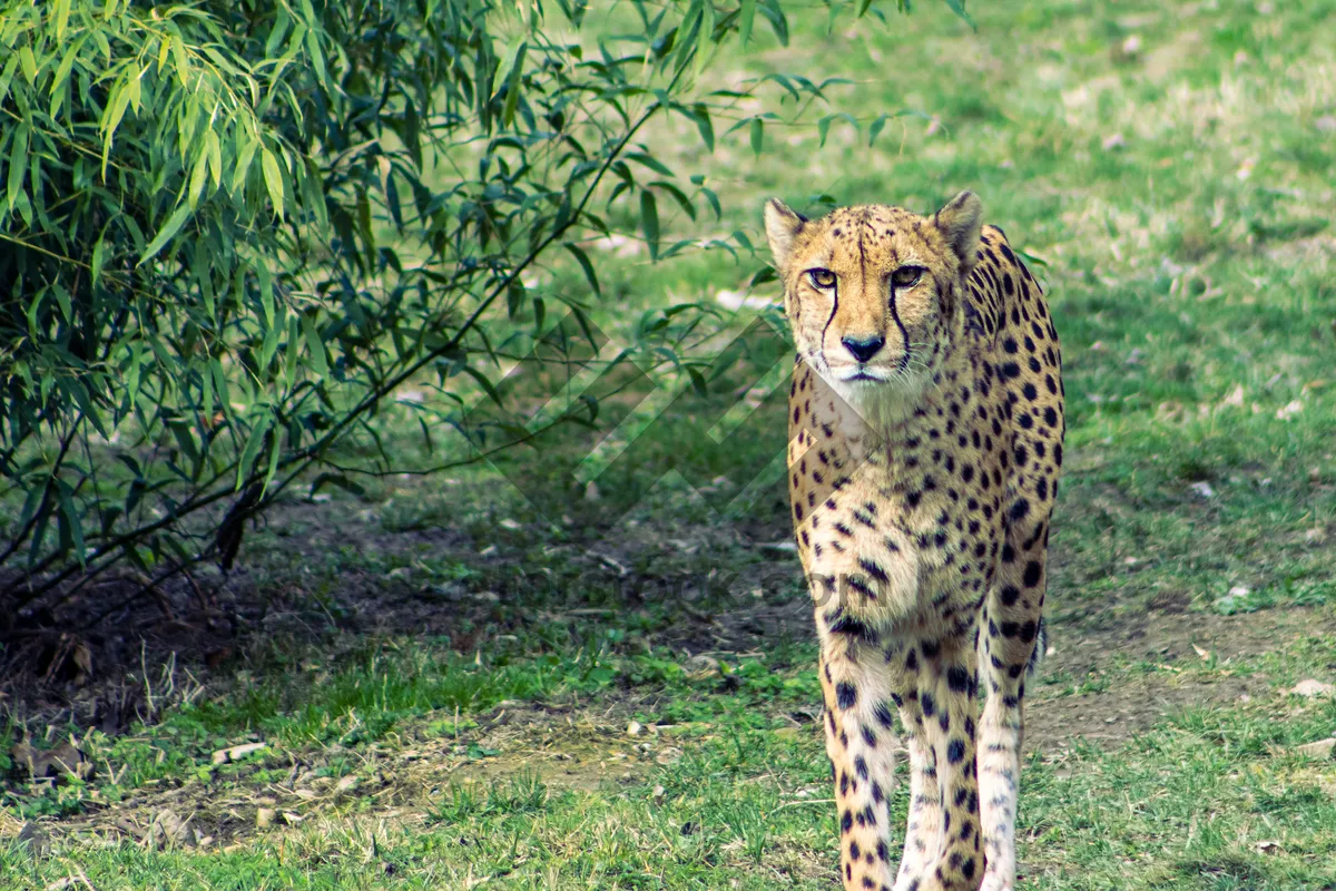 Picture of Spotted Leopard in South African Safari Reserve