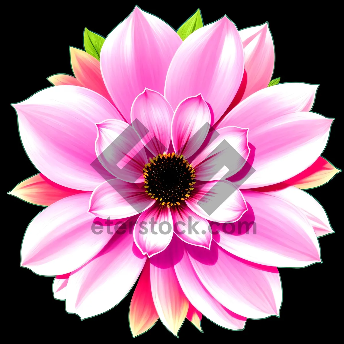 Picture of Pink Lotus Blossom: Delicate Petals in Full Bloom
