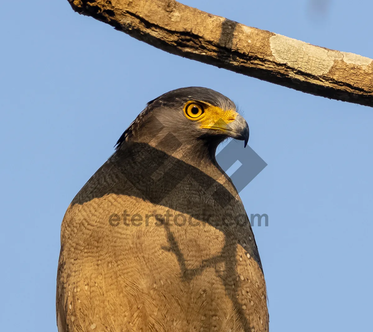 Picture of Yellow-eyed majestic bird of prey with sharp beak.