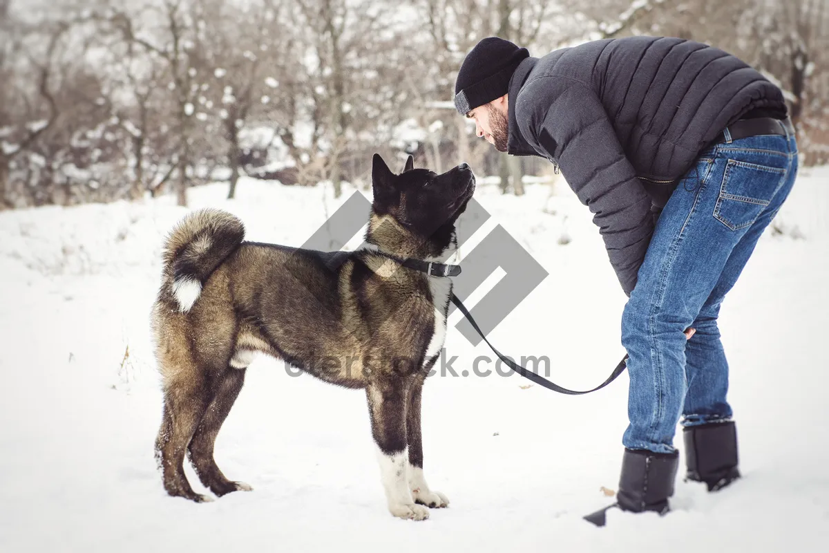 Picture of Cute winter portrait of domestic dog playing in snow