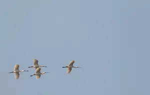 Flight of the Pelican and Stork in Sky