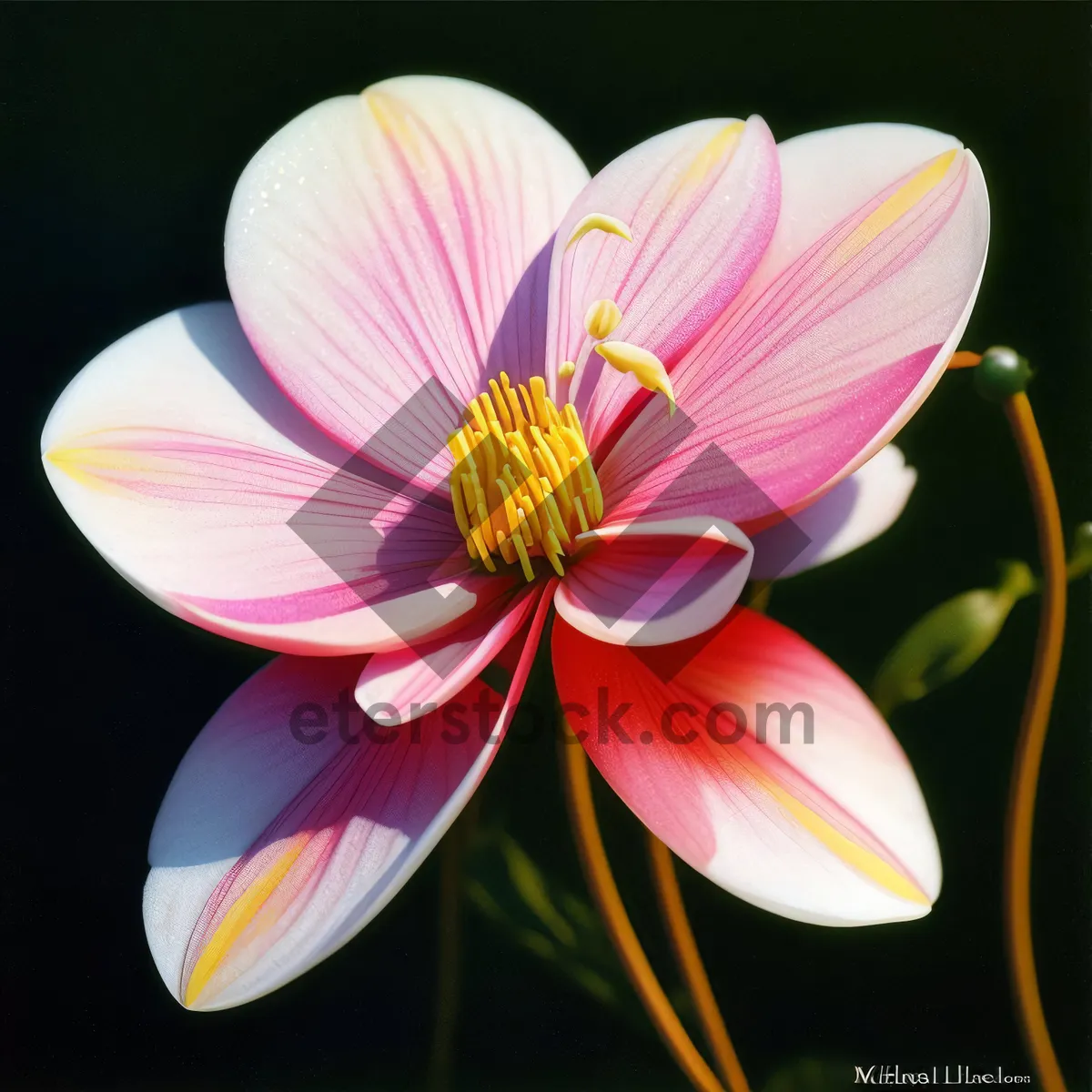 Picture of Vibrant Tropical Lotus Bloom in a Serene Pond